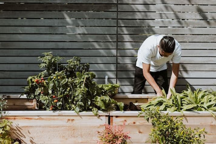 Tips Berkebun untuk Pemula